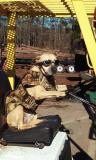 Sam Guard-dog