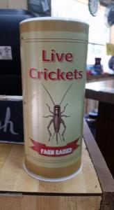Live Bait