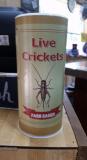 Live Bait